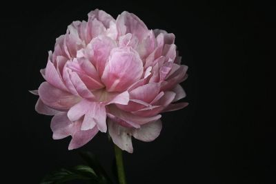 pink stemmed flower