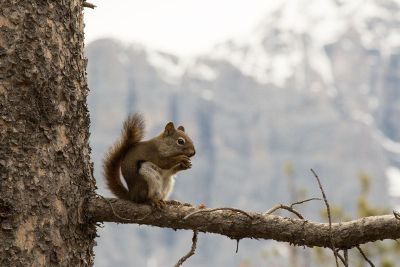 squirrel in tree eats nut