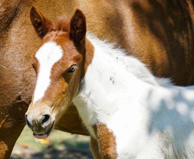 brown and white horse