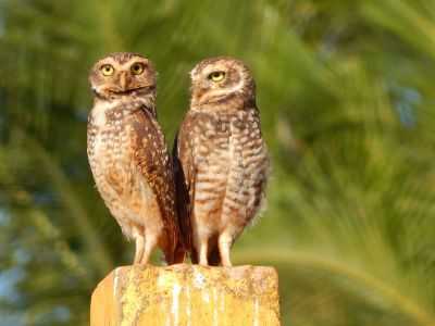 two brown owls perched together