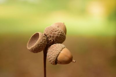 acorn cluster