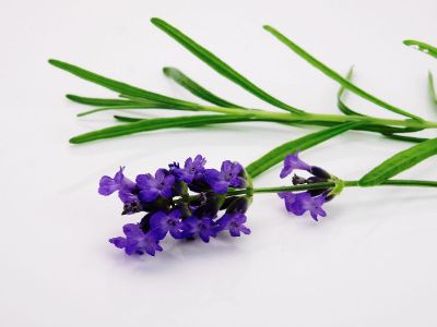 flower on white background