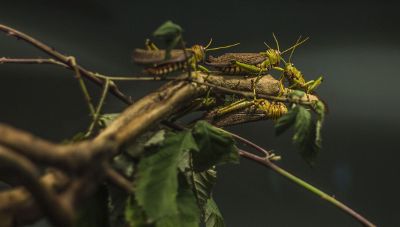 insects gathering on a branch