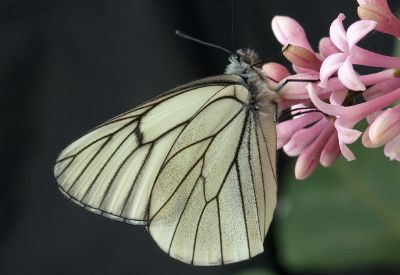 feeding butterfly