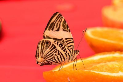 a mamoth on an lemon