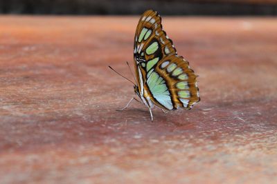 orange and green butterfly