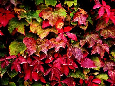 red fall leaves