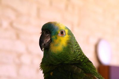 blue naped amazon