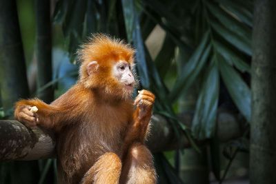 a monkey eating some seeds in the forest