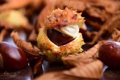 conker in autumn