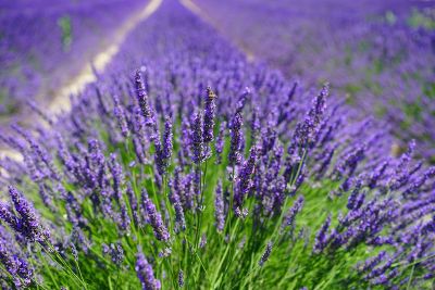 lavender field