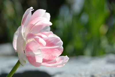 flower white and pink