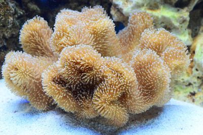 coral reef