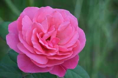 fuschia flower in a garden