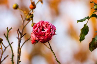 red rose flower in the garden