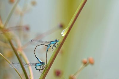 dragonflies mating on a plant
