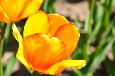 tulip in rocky land