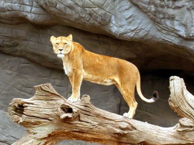 lion on display at zoo