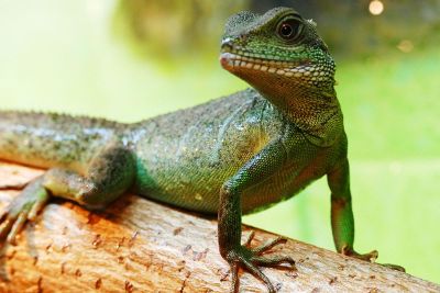 chameleon on the wood