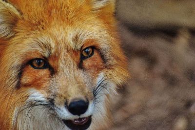 fox face