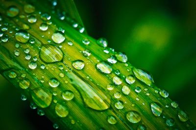 rain drops on leaf