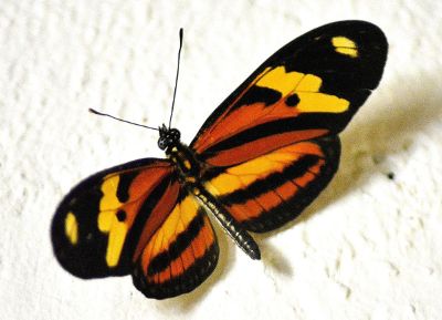 yellow and black butterfly