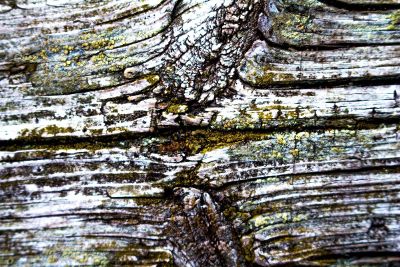 bark of a tree