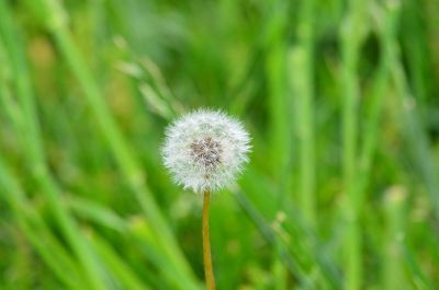 dandelion fuzz