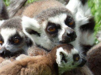 lemur family