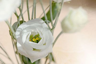 close up of a white rose