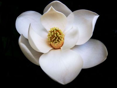 white magnolia in bloom