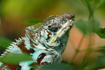 chameleon in plants