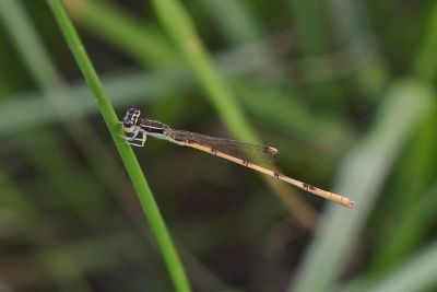 insect on a stem