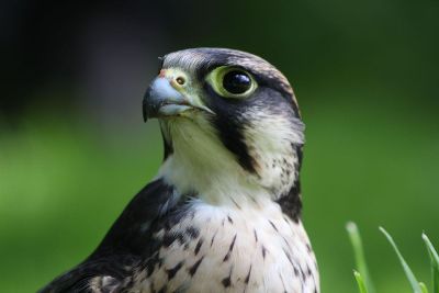 bird sitting in yard