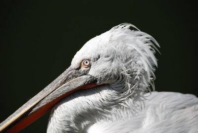 pelican closeup