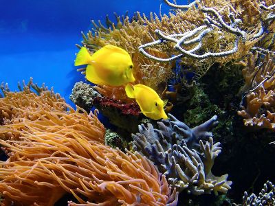 yellow fish in aquarium