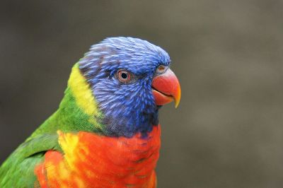 colorful parrot with blue head