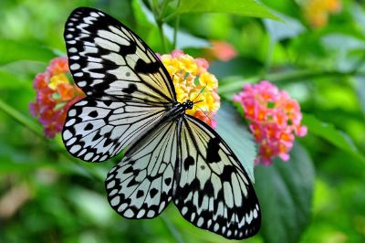 butterfly in the garden