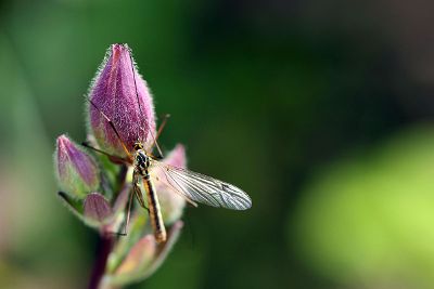 bug on a flower