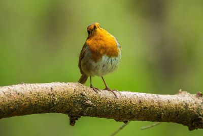 small yellow and white bird