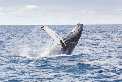 blue whale in the sea