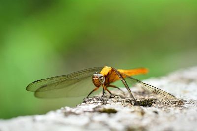 dragonfly resting