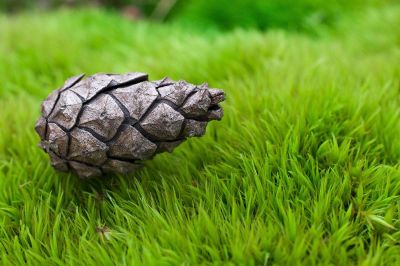 pinecone on grass