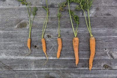 five raw carrots