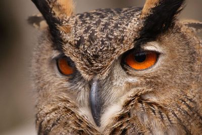 horned owl