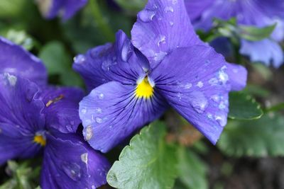 water droplets on blue violets