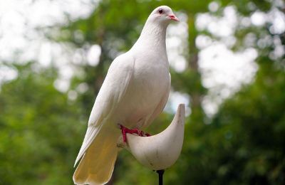 white dove