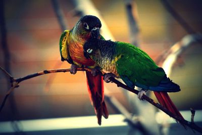 parrots in love