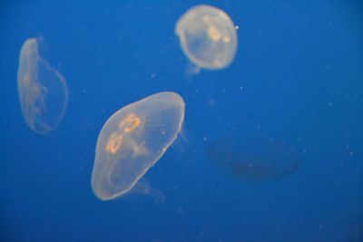 three jellyfish swimming