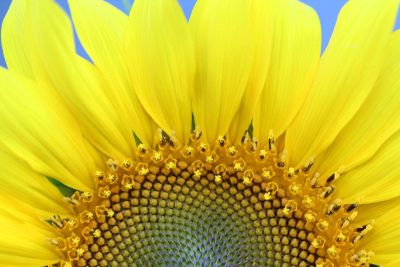 yellow sunflower